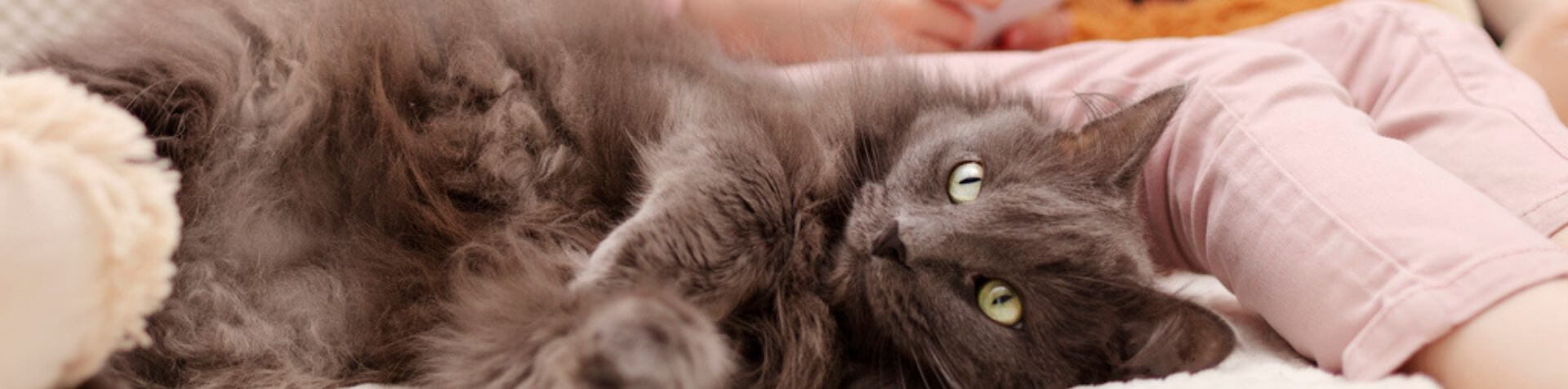 chat allongé sur canapé