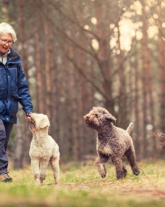 chiens dans la forêt