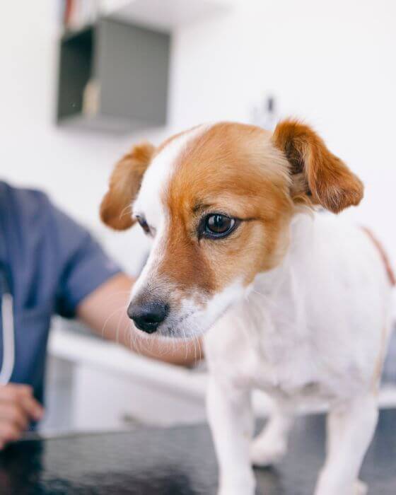 chien sur table d'auscultation