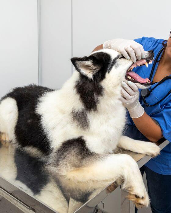 chien en train d'être ausculté