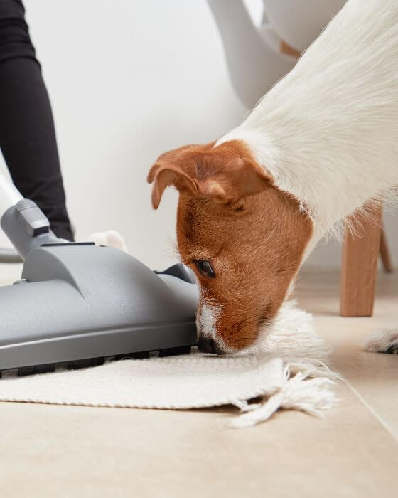 desinfecter la maison des puces - chien qui sent l'aspirateur