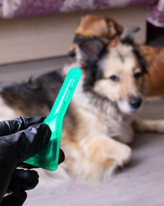anti puce maison - chien qui va recevoir son traitement en pipette