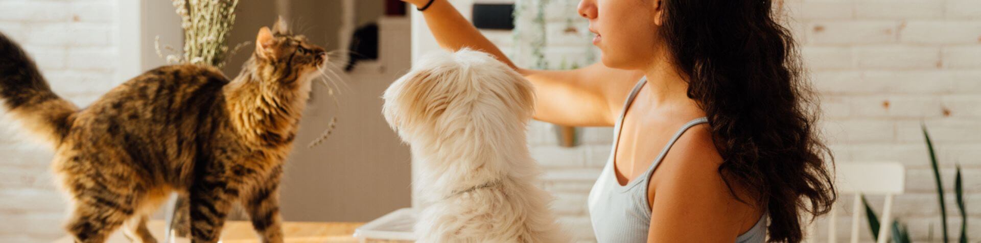 chat et chien qui jouent avec femme