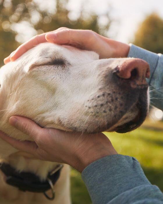 chien qui se fait caresser