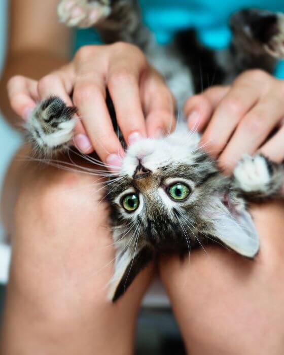 chat sur les genoux d'une personne et qui se fait gratter le ventre