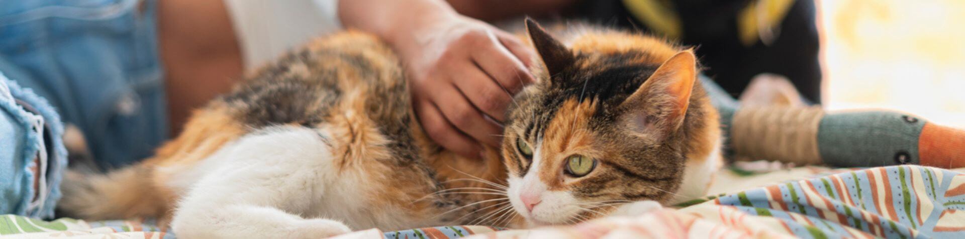 chat en train d'être caressé