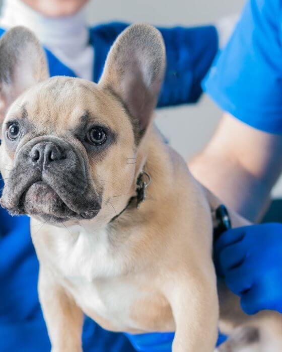 chien en train d'être ausculté