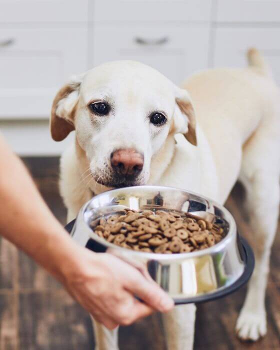 chien prêt à manger ses croquettes