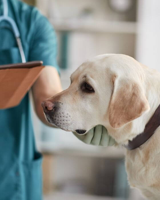 chien en train d'être ausculté