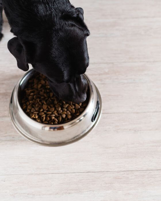 chien qui mange ses croquettes