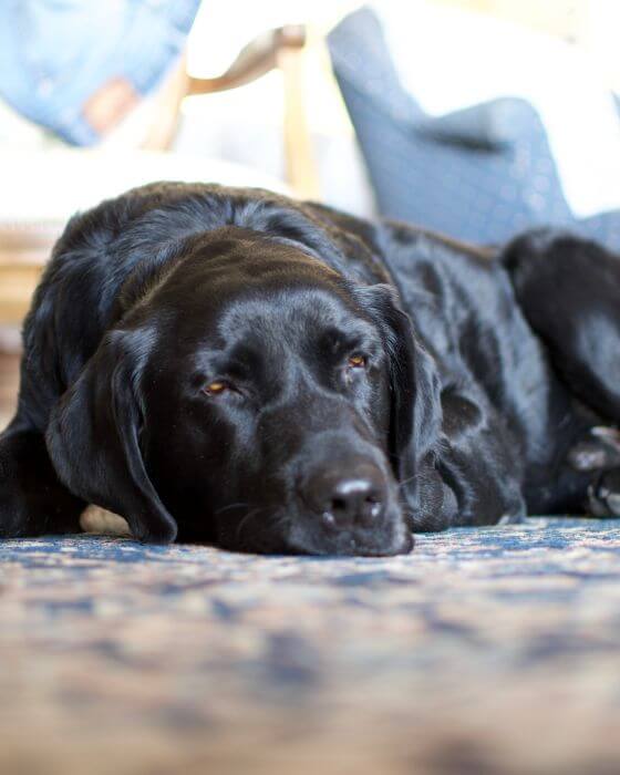 chien allongé qui ferme ses yeux