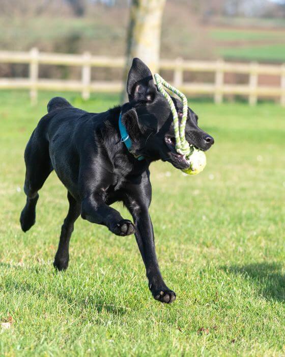 chien qui court avec un jouet