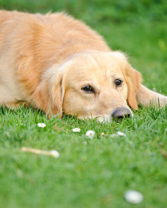 vers chien - chien allongé dans l'herbe