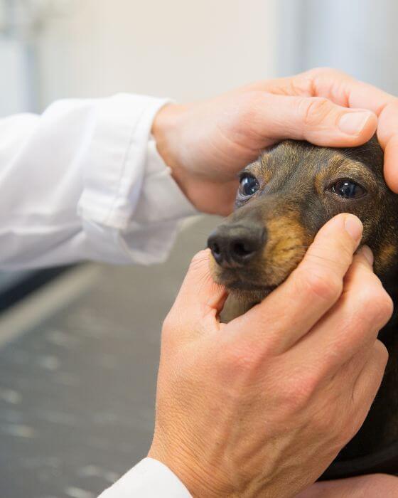 vers chien - chien en train d'être ausculté