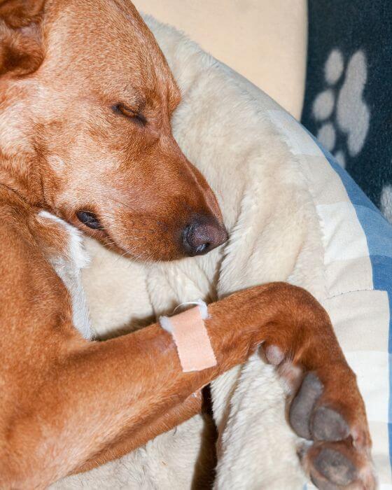 vers chien - chien endormi avec un pansement sur la patte