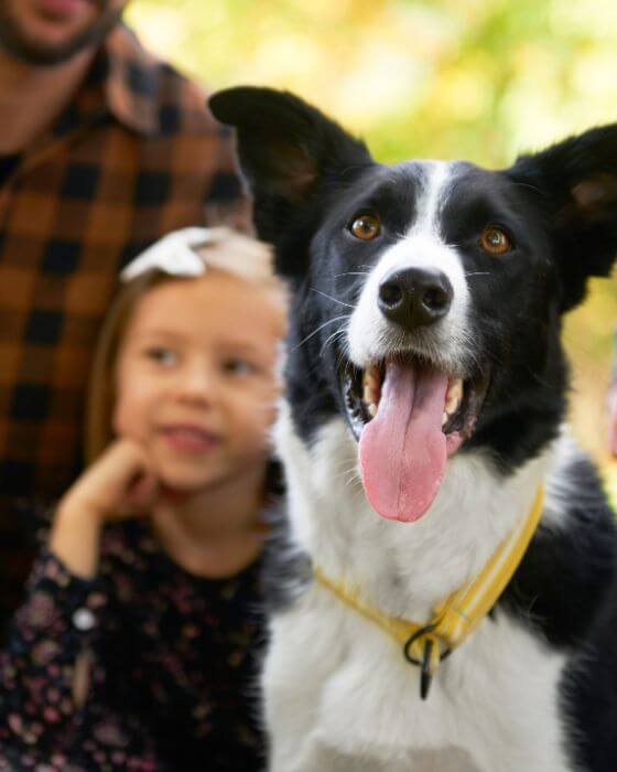 chien qui tire la langue