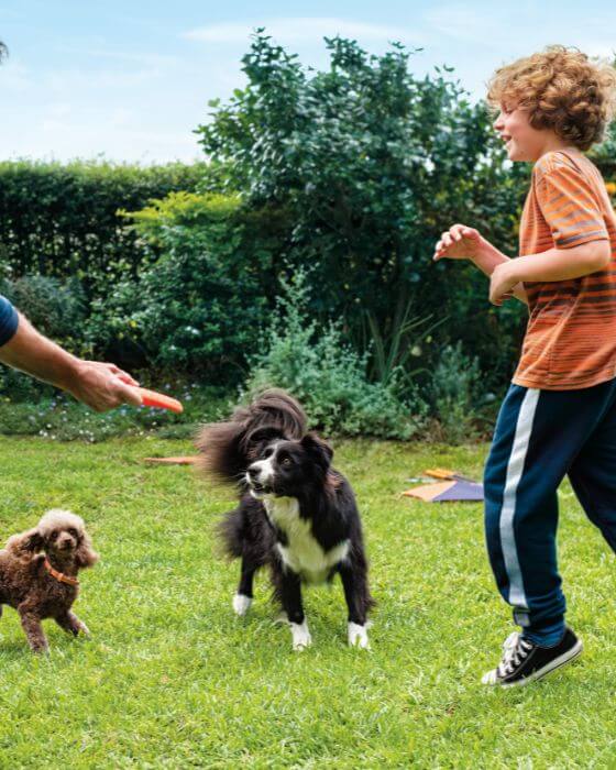 chiens jouant dans le jardin avec enfant