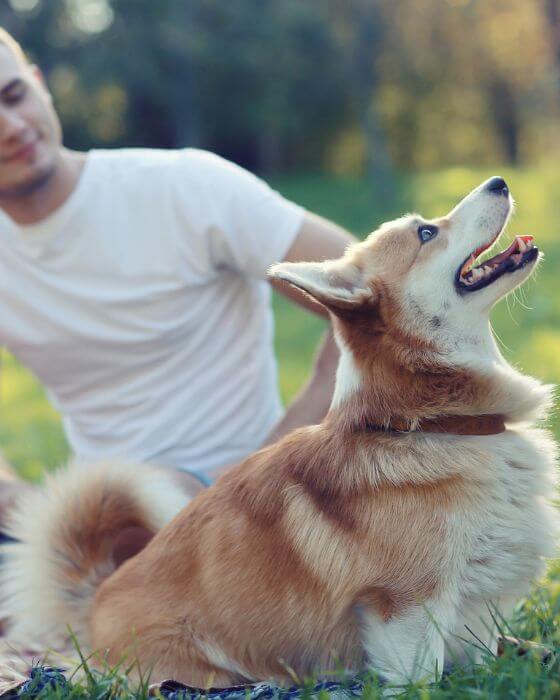 chien assis dans l'herbe
