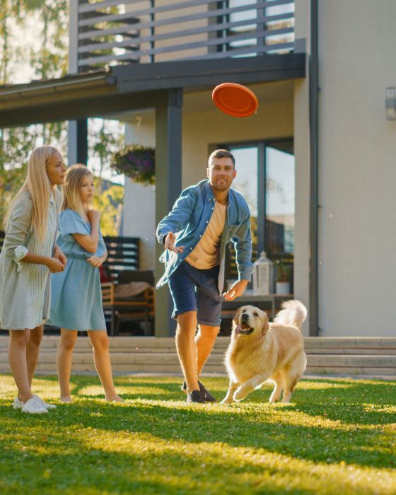 chien jouant au frisbee
