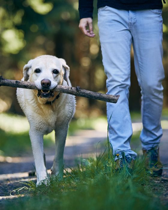 chien en balade avec un bâton dans la gueule