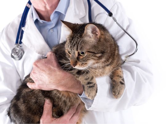 chat dans les bras d'un véterinaire