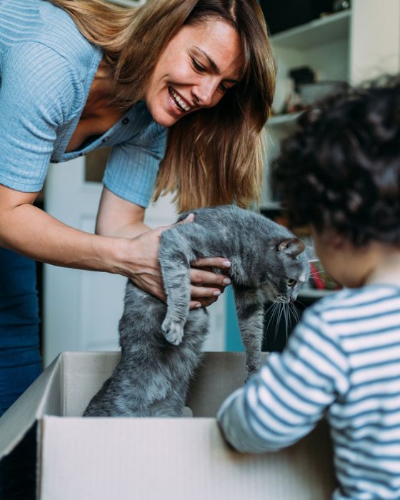 chaton sorti d'un carton par une femme