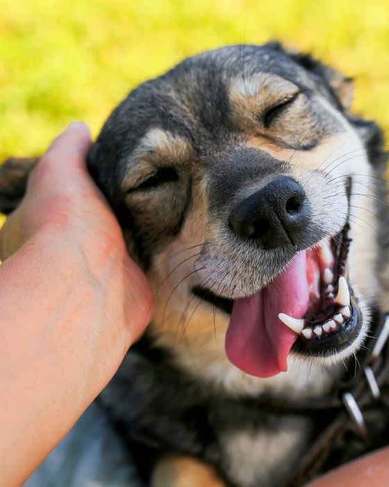 chien se faisant caresser l'oreille gauche