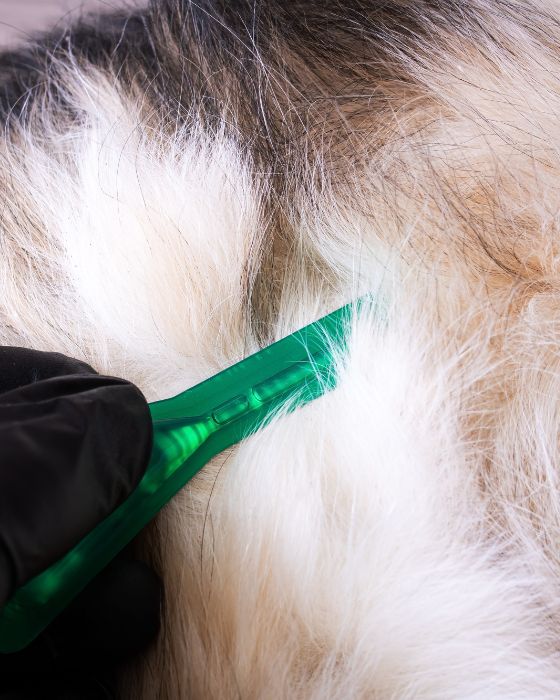 pince verte sur chien