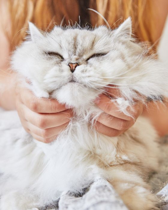 tête de chat dans les mains d'une personne