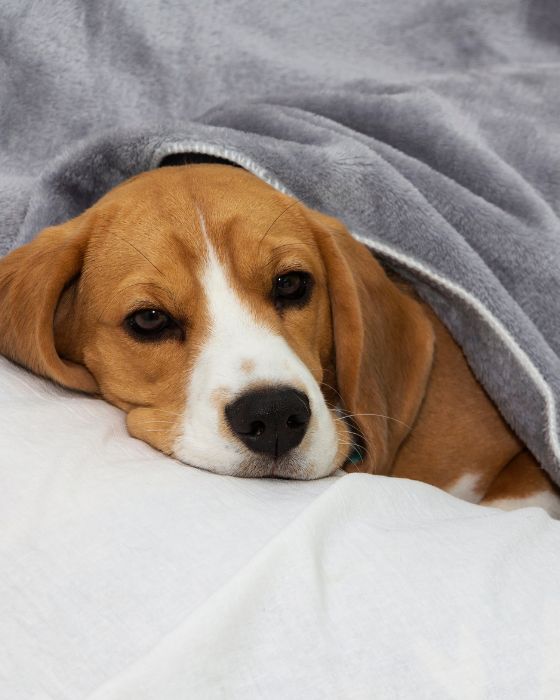 chien sous la couette