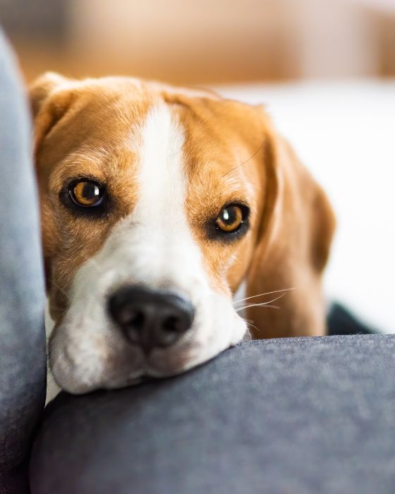 chien avec tête sur le canapé