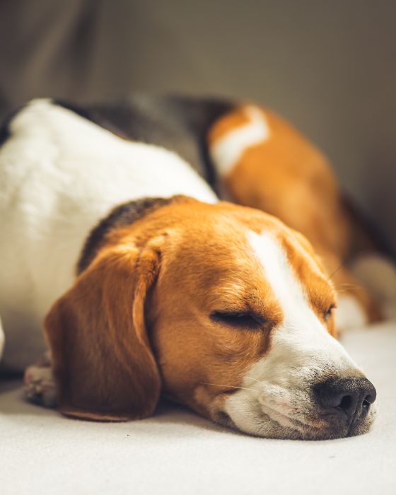 chien allongé et endormi