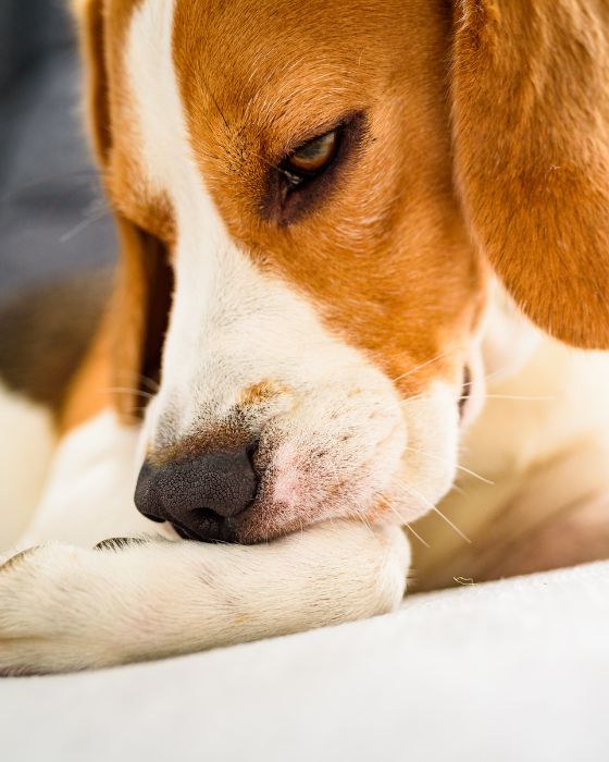 chien qui se mordille la patte