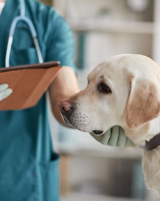 piroplasmose chien traitement, guérison, complications