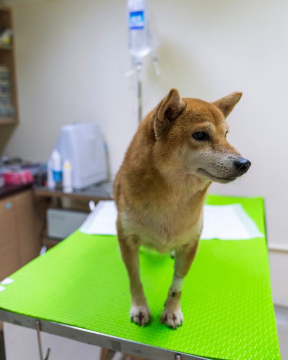 chien sur la table d'auscultation
