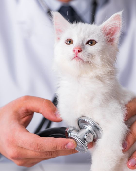 chat en train d'être ausculté