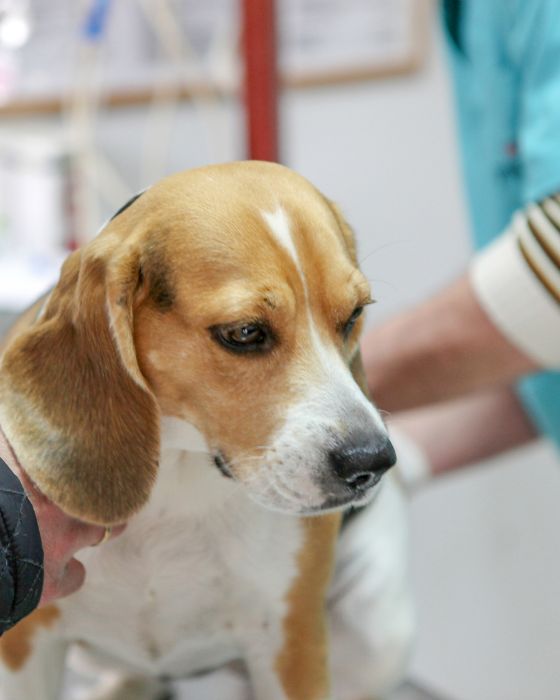 chien en train d'être ausculté