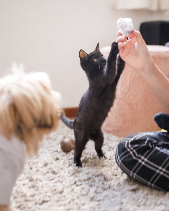 chaton avec les pattes levées voulant attraper une boule