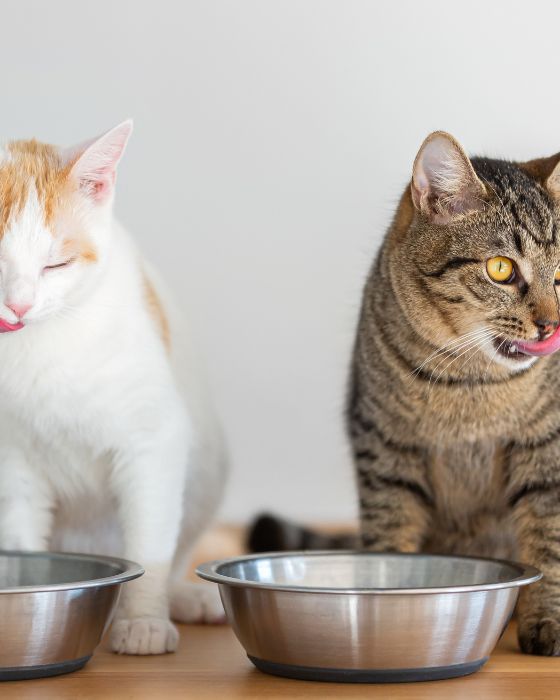 chats se léchant les moustaches après avoir mangé