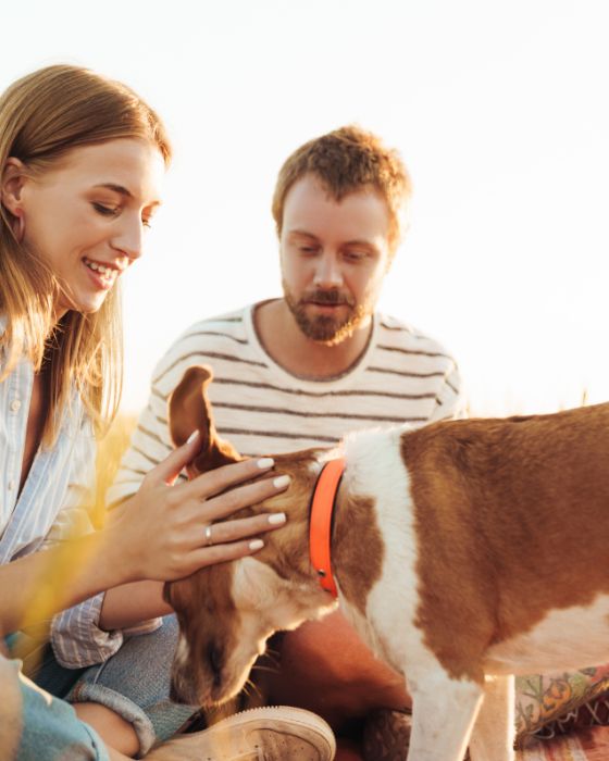 chien caressé par une femme au niveau des oreilles
