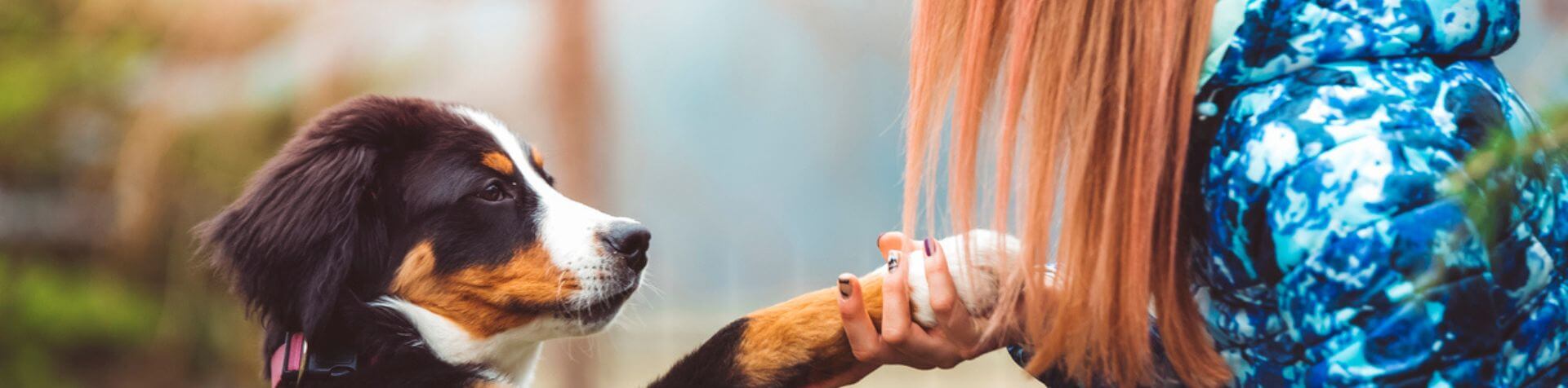 chien donnant la patte