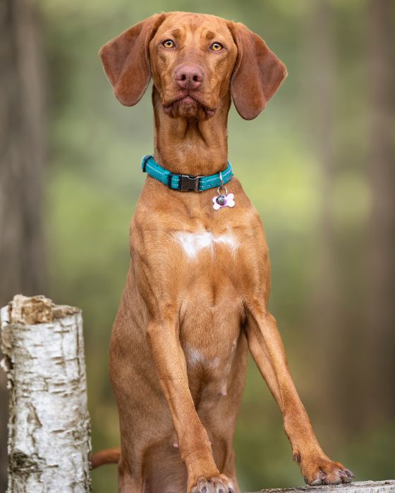 chien avec les pattes sur une rembarde