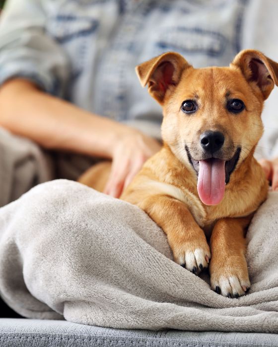 chien allongé sur une couverture