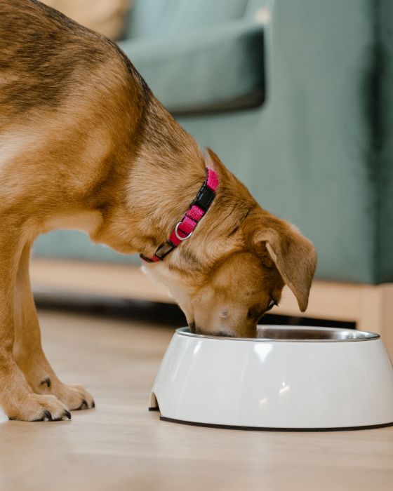 chien en train de manger dans sa gamelle