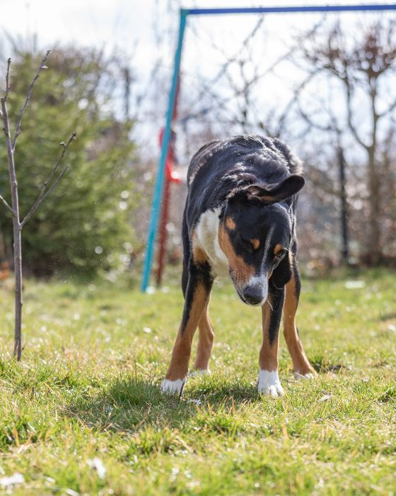 chien qui se secoue l'oreille
