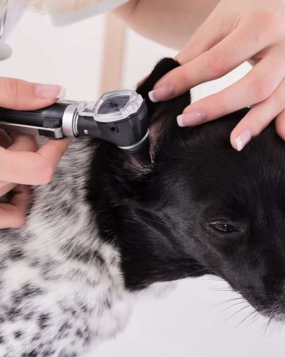 chien qui se fait ausculter l'oreille