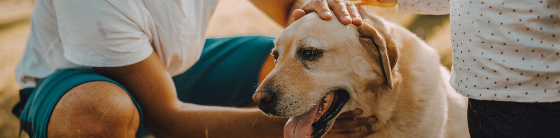chien qui se fait caresser la tête