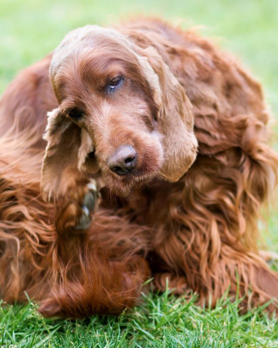 chien qui se gratte l'oreille