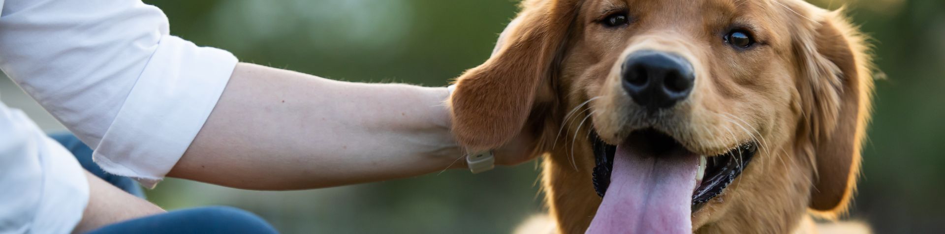chien qui tire la langue