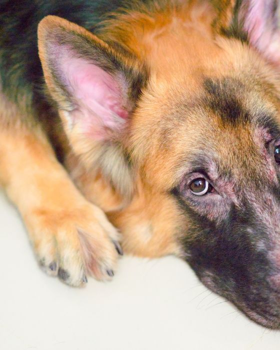 chien allongé avec peau irritée